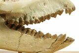 Fossil Oreodont (Merycoidodon) Skull - South Dakota #284373-8